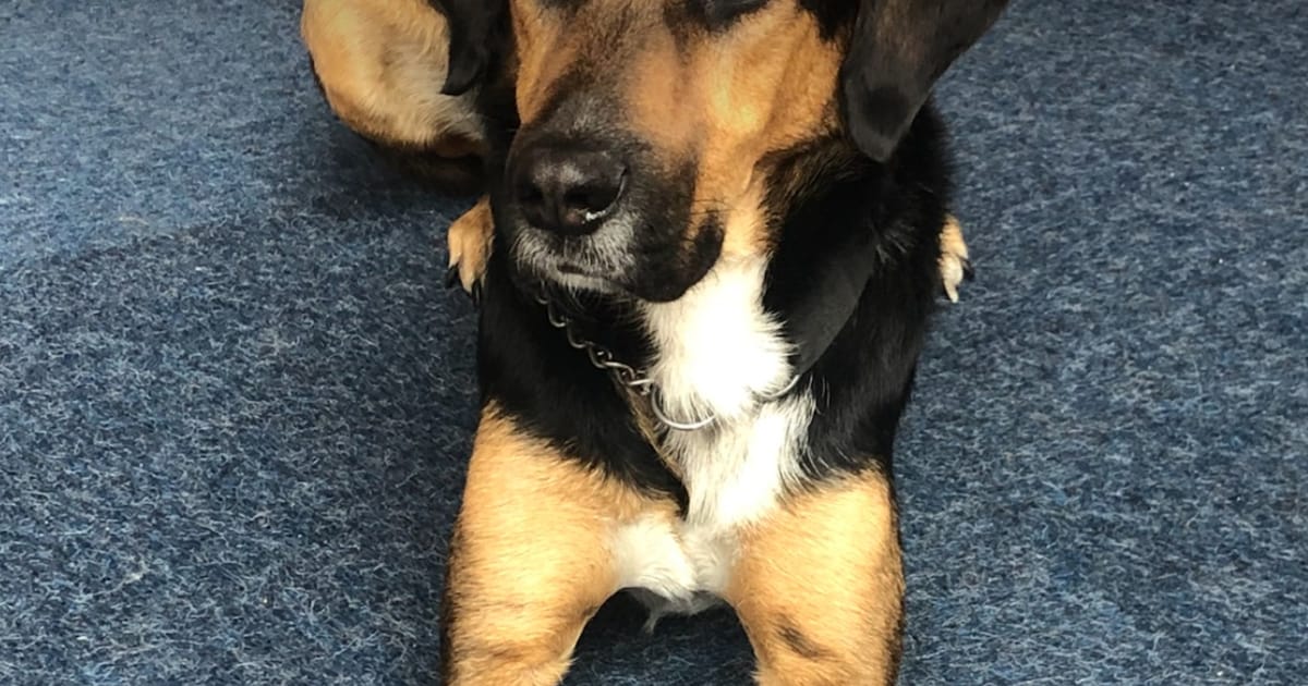 Heb jij Athos gezien? Dit huisdier wordt in Dronten vermist