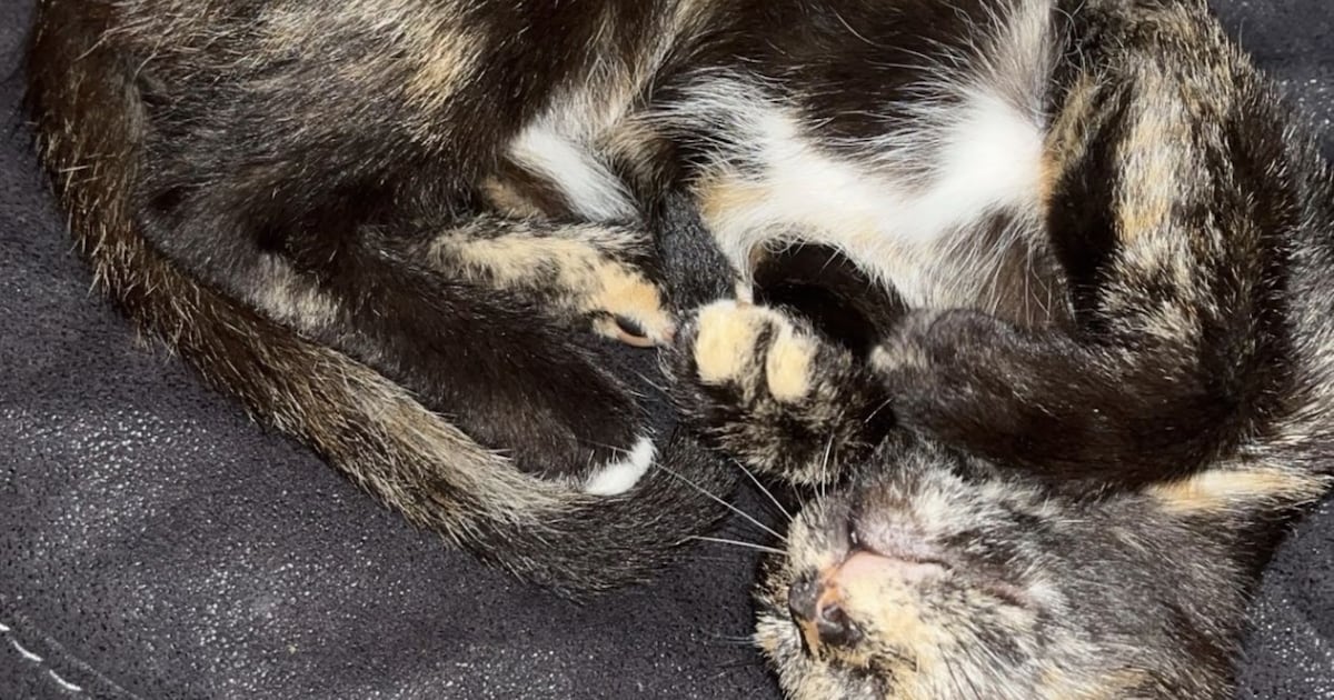 Heb jij Rockie, Kobus of PG gezien? Deze drie huisdieren worden in Papendrecht vermist