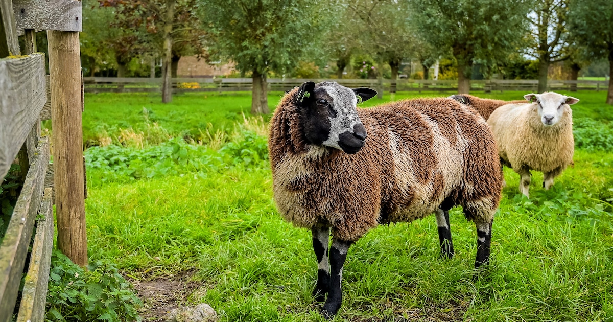 Nachtvorst kan schapenboeren niet snel genoeg komen: 24 besmettingen met blauwtong in Leusden
