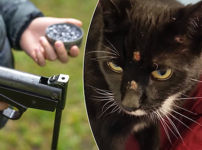 Dier tussen zijn ogen beschoten: ‘Nu is het deze kat, het had misschien ook een kind kunnen zijn’