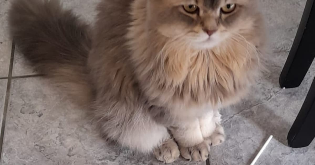 Heb jij Finnley gezien? Dit huisdier wordt in Boxtel vermist
