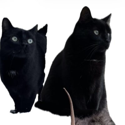 Heb jij Djem gezien? Dit huisdier wordt in Kampen vermist