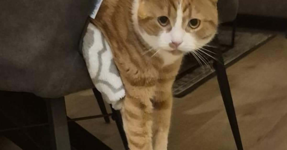 Heb jij Willem of Toos gezien? Deze twee huisdieren worden in Kaag en Braassem vermist