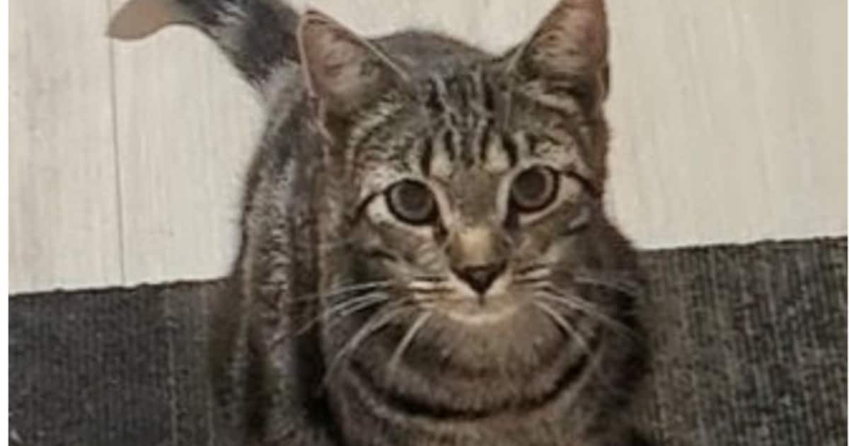 Heb jij Freddie gezien? Dit huisdier wordt in Ameland vermist