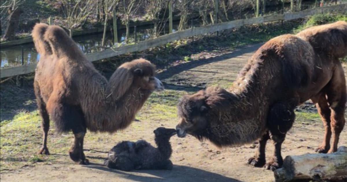 Kasteelpark Born past openingstijden aan vanwege hitte