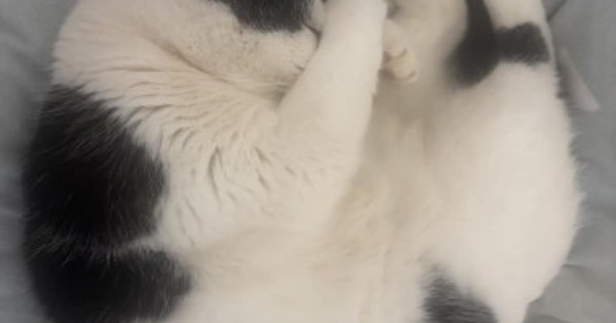 Heb jij Nino of Yoda gezien? Deze twee huisdieren worden in Kerkrade vermist