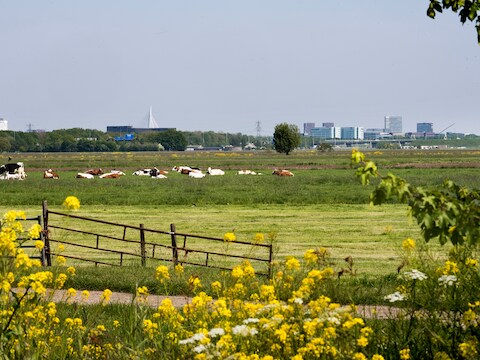 Polder Rijnenburg.