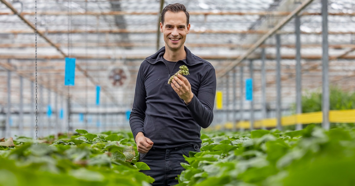 Wasabi is meestal is nep, maar Sander kweekt de echte, zeldzame wasabiwortel: ‘Net zo lekker als de 