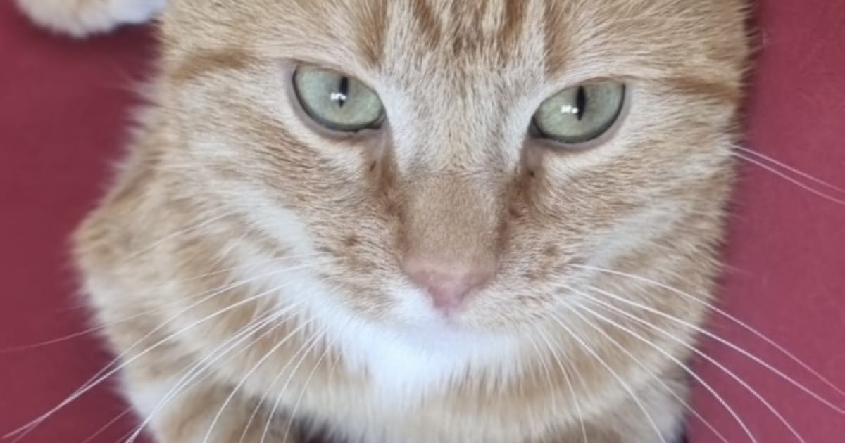 Heb jij Garfield gezien? Dit huisdier wordt in Hattem vermist