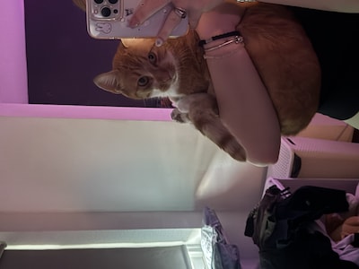 Heb jij Doesha of Kiyo gezien? Deze twee huisdieren worden in Waalwijk vermist