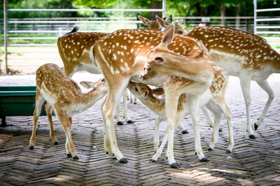 Het hertenkamp mag blijven én er zijn babyhertjes te zien in Park Merwestein