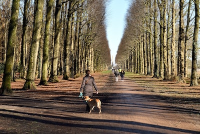 Koningslaan in Baarn, een brede boslaan die in opdracht van Prins Willem III werd aangelegd