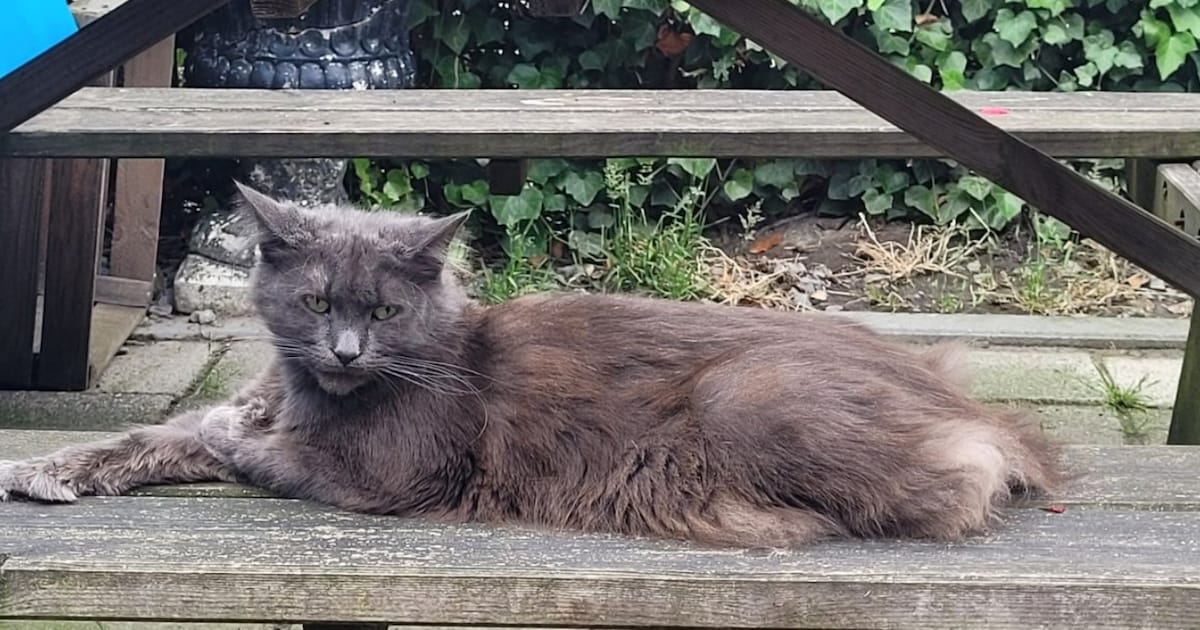 Heb jij Max, Diva of Dribbel gezien? Deze vier huisdieren worden in Koggenland vermist