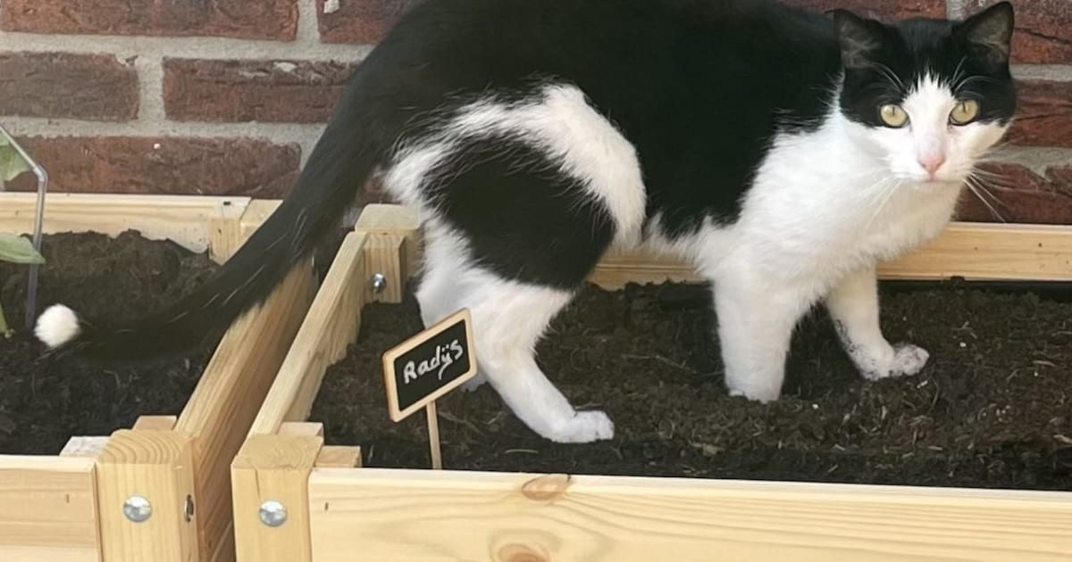 Heb jij Oscar gezien? Dit huisdier wordt in Weststellingwerf vermist