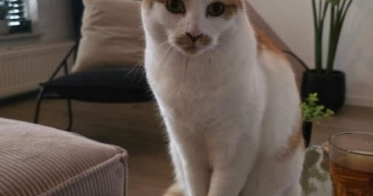 Heb jij Soep gezien? Dit huisdier wordt in Harlingen vermist