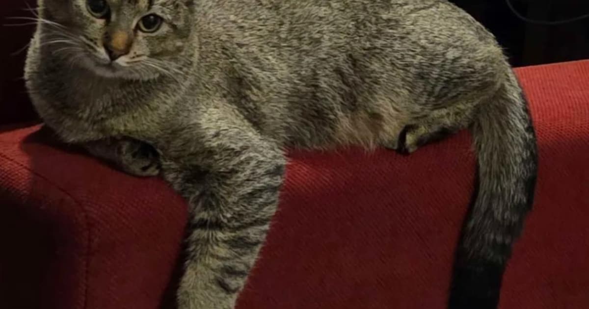 Heb jij Tutu of Lotje gezien? Deze twee huisdieren worden in Peel en Maas vermist