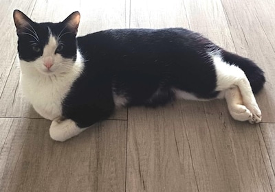 Heb jij Choco, Angel of Lio gezien? Deze drie huisdieren worden in Deventer vermist