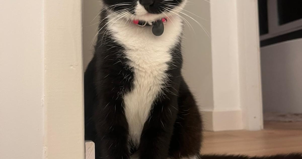 Heb jij Wally of Coco gezien? Deze twee huisdieren worden in Leusden vermist