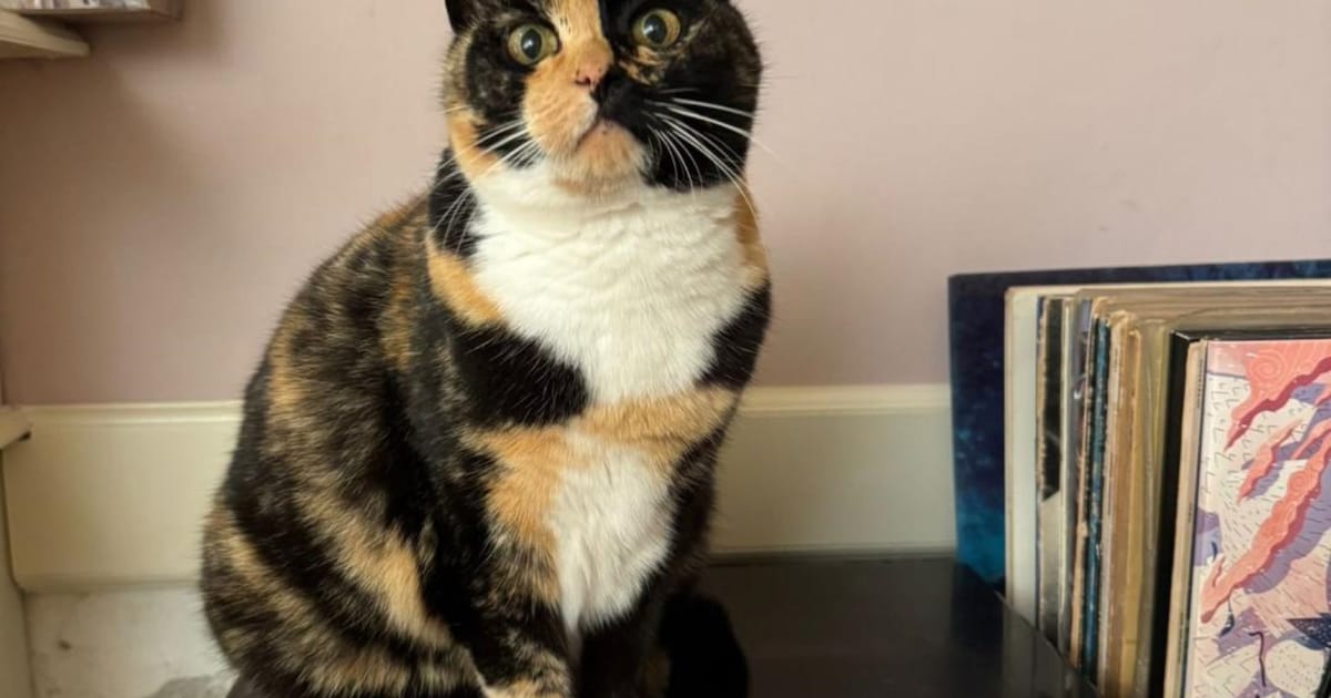 Heb jij Bloempje, Jin of Dolly gezien? Deze drie huisdieren worden in Halderberge vermist