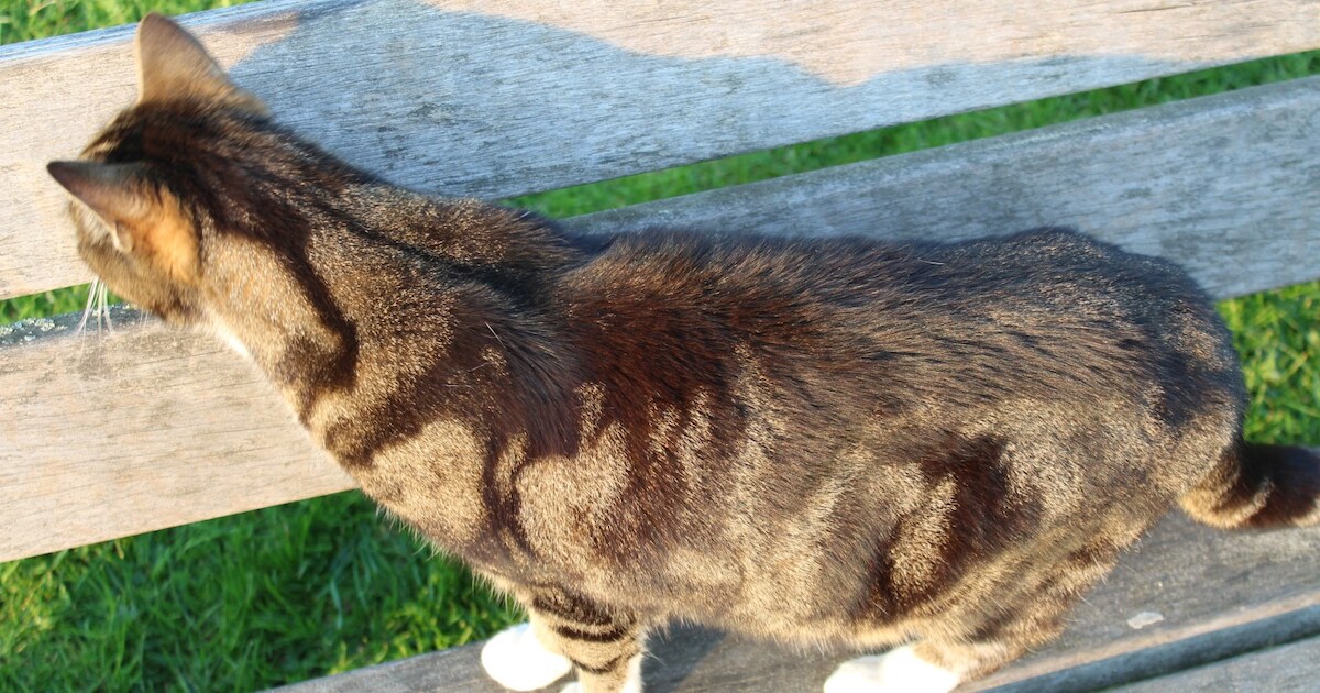 Heb jij Wappie gezien? Dit huisdier wordt in Kerkrade vermist