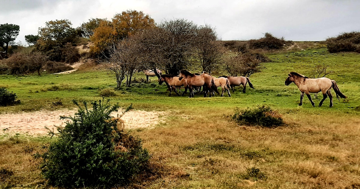 Konikpaarden van Lauwersmeer naar Markiezaat verhuisd
