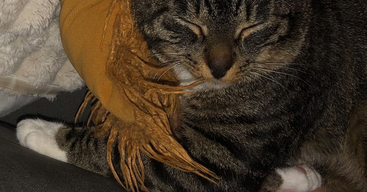 Heb jij Maya of Mumu gezien? Deze twee huisdieren worden in Koggenland vermist