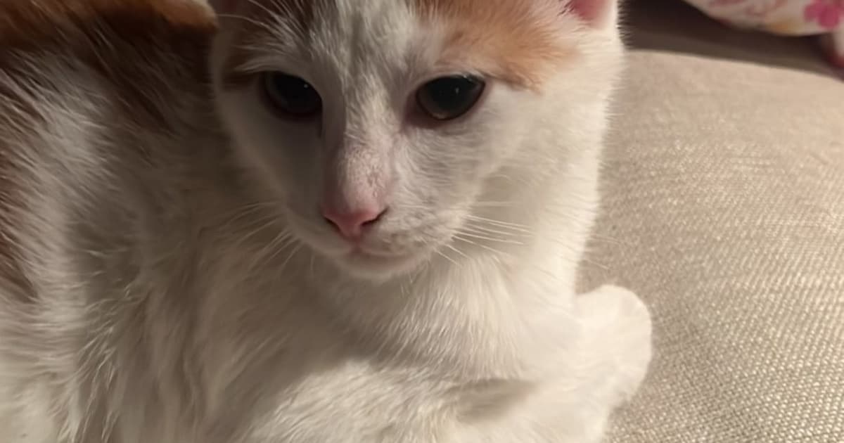 Heb jij Mr Orange of Lilly gezien? Deze twee huisdieren worden in Bunnik vermist