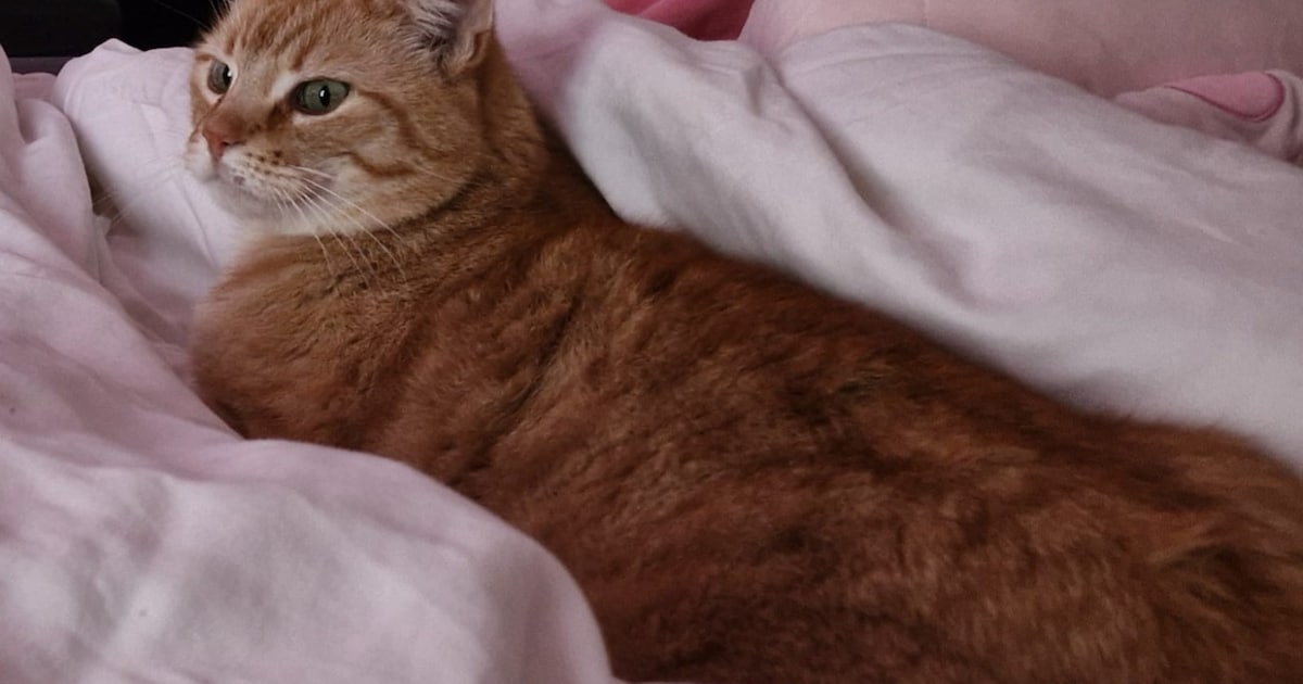 Heb jij Cheeby gezien? Dit huisdier wordt in Nederweert vermist