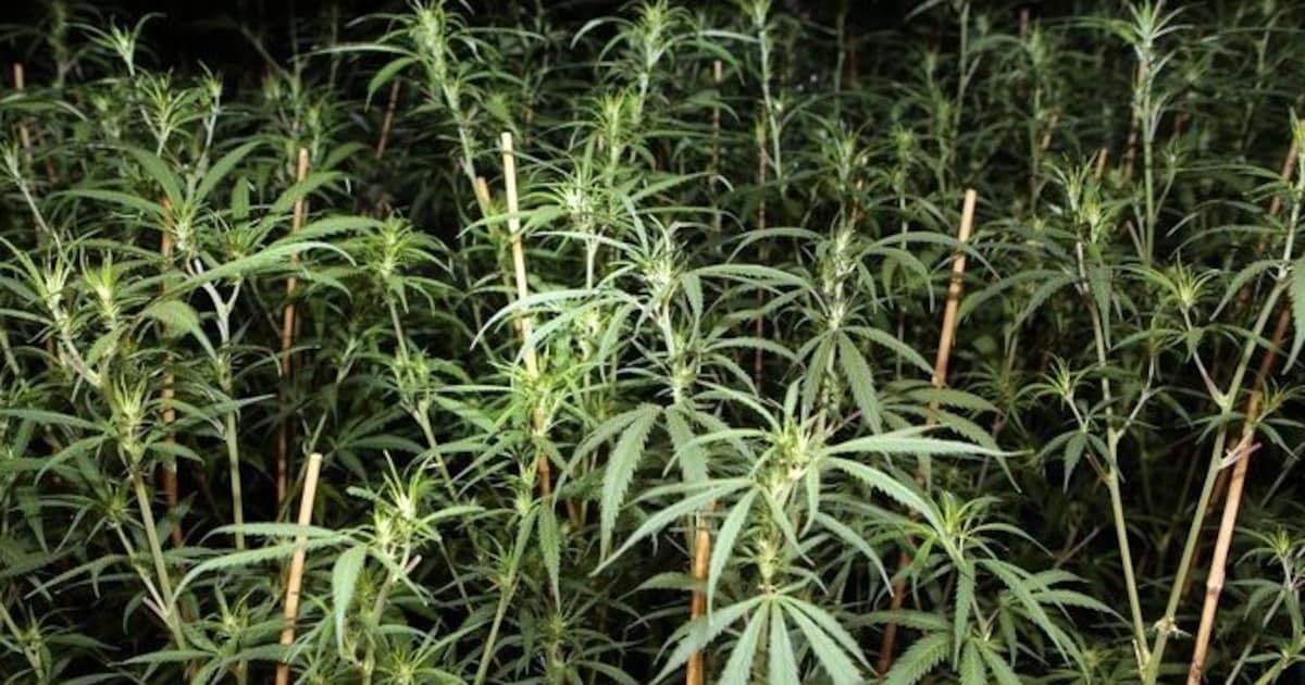 Politie rolt hennepkwekerij met 355 planten op in Meerssen na tip via Meld Misdaad Anoniem