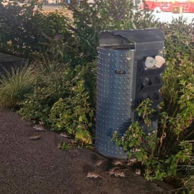 Veertien ratten rond één prullenbak: Enschede worstelt met rattenplaag in het centrum