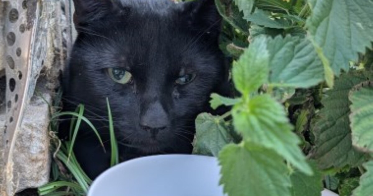 Heb jij Aapie gezien? Dit huisdier wordt in Leiderdorp vermist