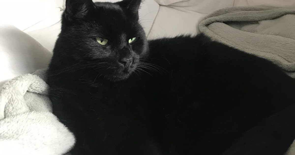 Heb jij Jip gezien? Dit huisdier wordt in Vught vermist
