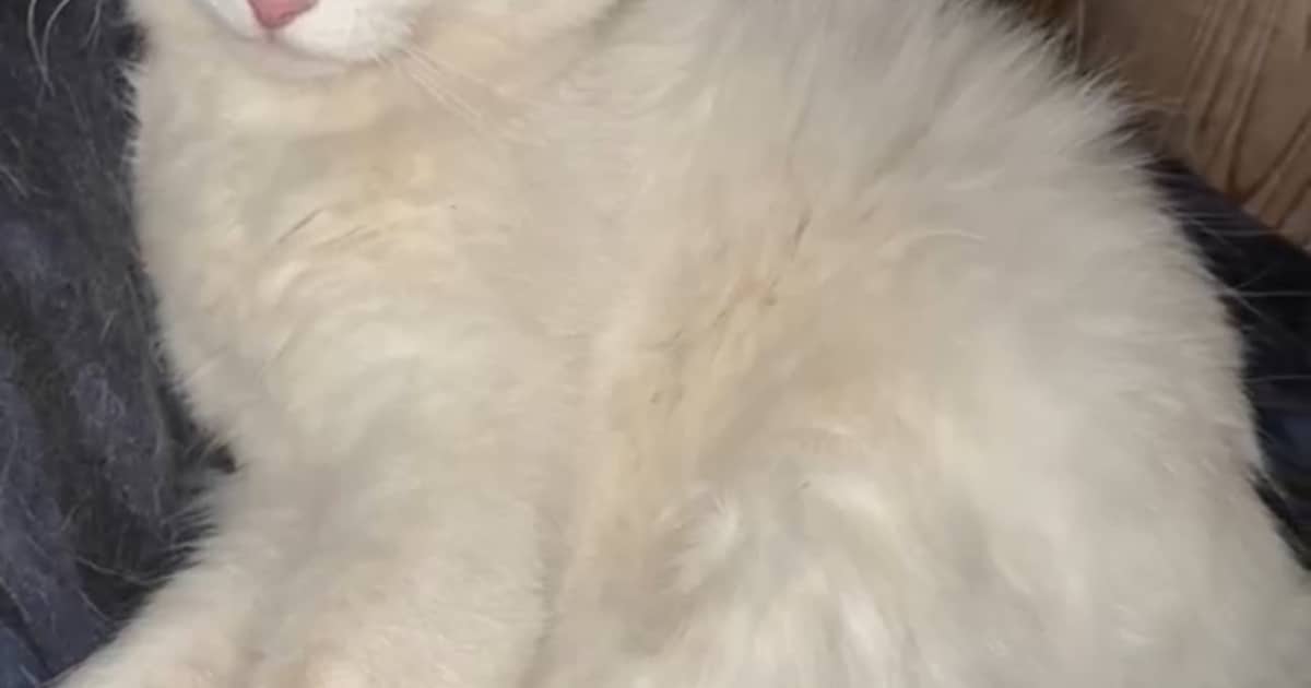 Heb jij Chanty gezien? Dit huisdier wordt in Soest vermist