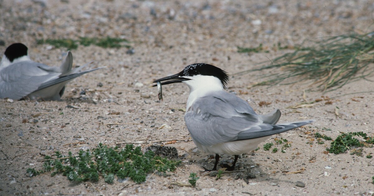 Den Oever start met proef broedponton voor kustvogels