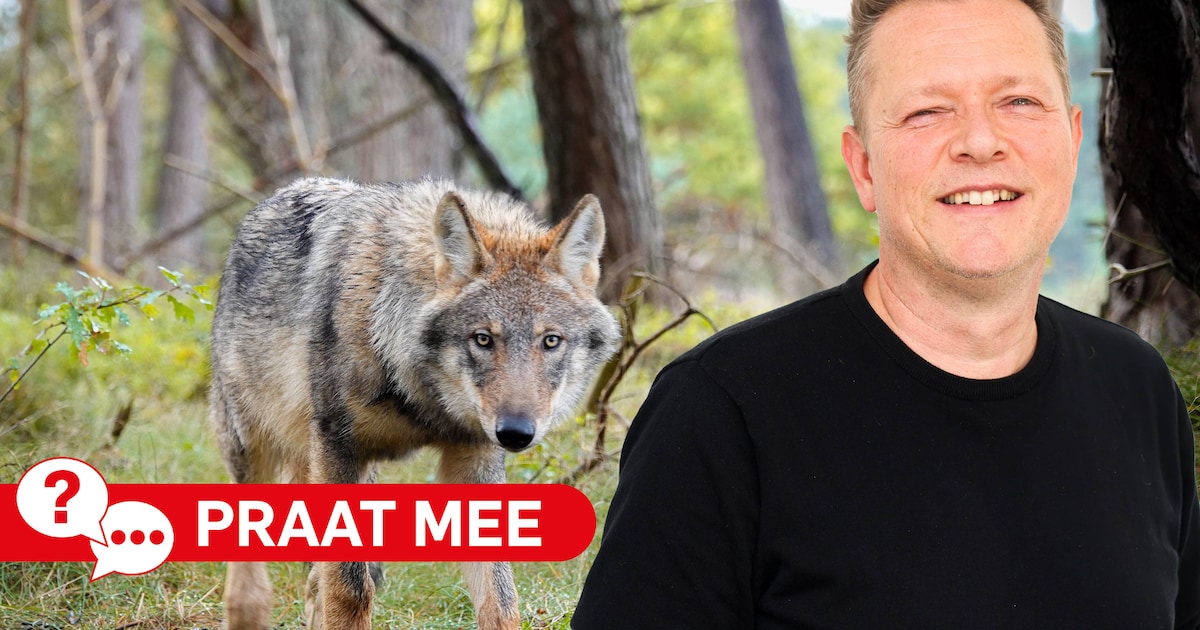 De wolf is gespot in Vijfheerenlanden: is-ie welkom of liever niet?