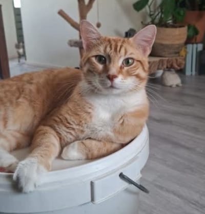 Heb jij Lima, Pablo of Karel gezien? Deze vier huisdieren worden in Etten-Leur vermist