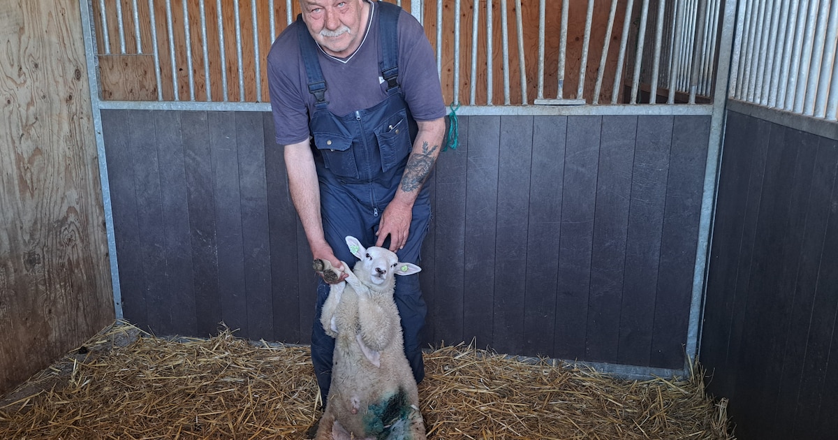Kinderboerderij is loslopende honden zat: ‘Schapen lopen in blinde paniek de sloot in’
