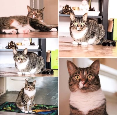 Heb jij Cleopatra gezien? Dit huisdier wordt in Valkenswaard vermist