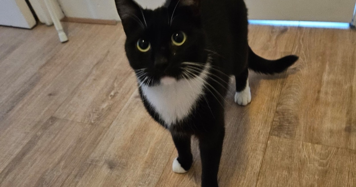 Heb jij Kimba, Ceesje of Fluffy gezien? Deze 10 huisdieren worden in Hilversum vermist