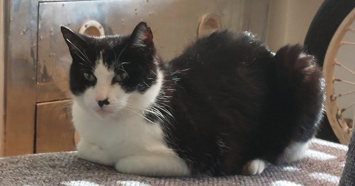 Heb jij Malo gezien? Dit huisdier wordt in Enkhuizen vermist