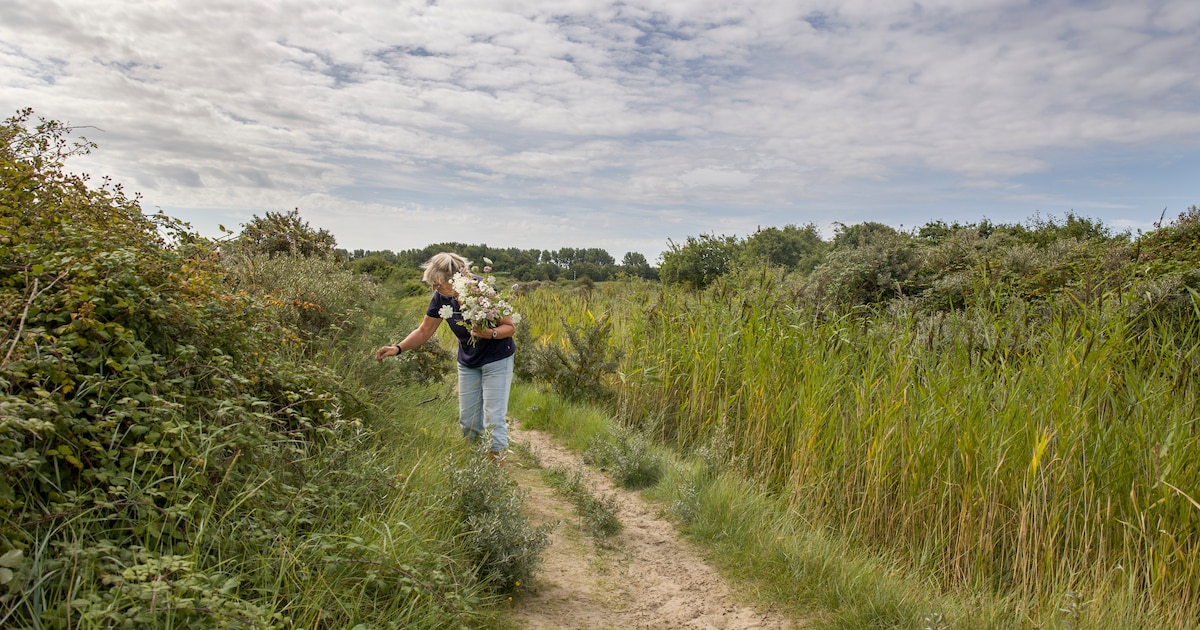Midzomer avondwandeling bij Kwade Hoek in Goedereede