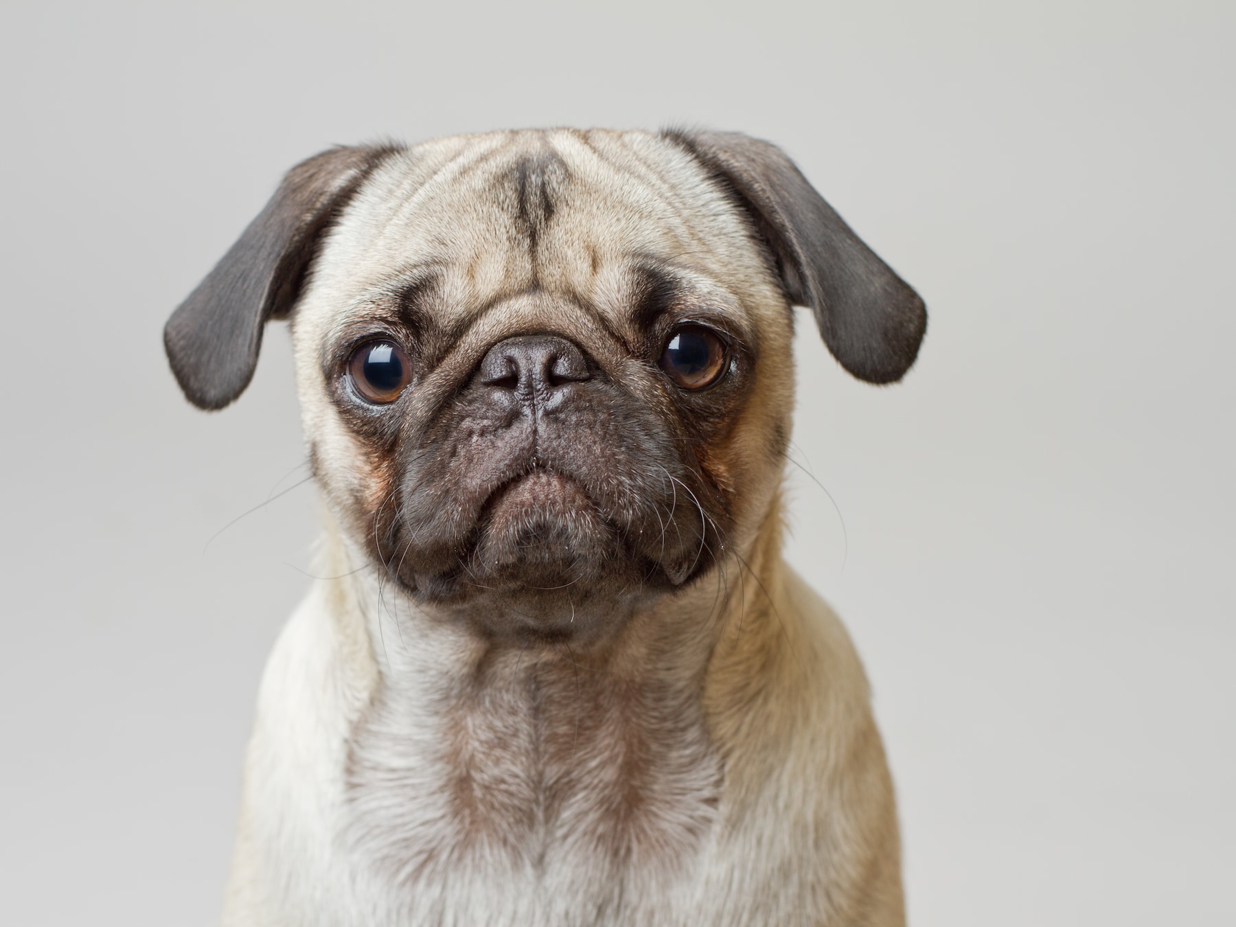 Minister wil einde aan dieren die lijden onder uiterlijk en komt met verbod op bepaalde huisdieren