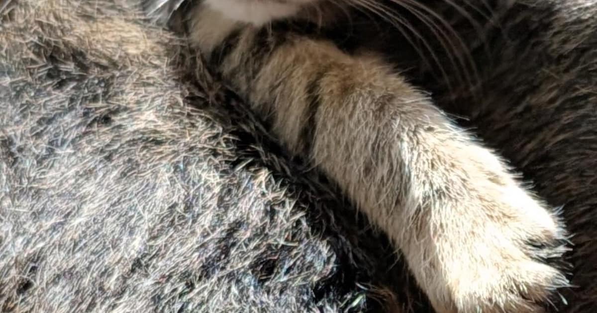 Heb jij Franky of Livy gezien? Deze twee huisdieren worden in Coevorden vermist