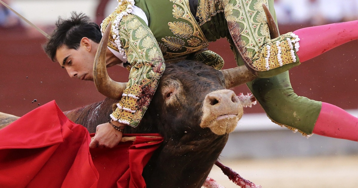 Matador En Stier Tijdens Een Stierengevecht in Moita, Lissabon