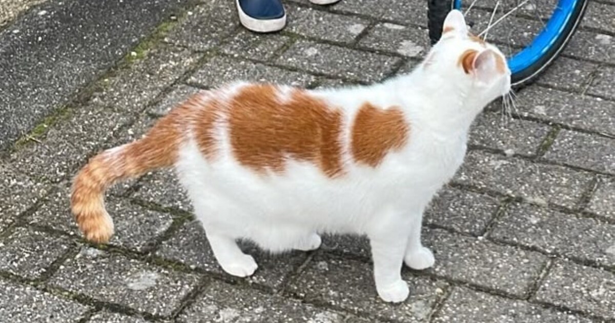 Heb jij Aker of Flo gezien? Deze twee huisdieren worden in Heemskerk vermist