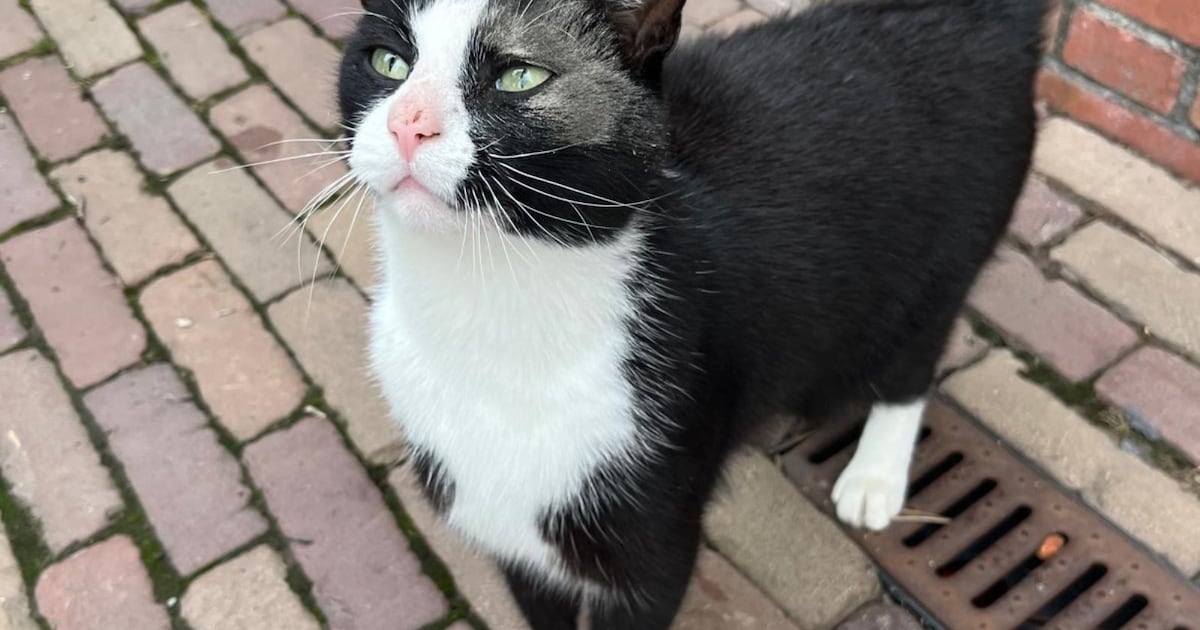 Heb jij Joey gezien? Deze twee huisdieren worden in Achtkarspelen vermist