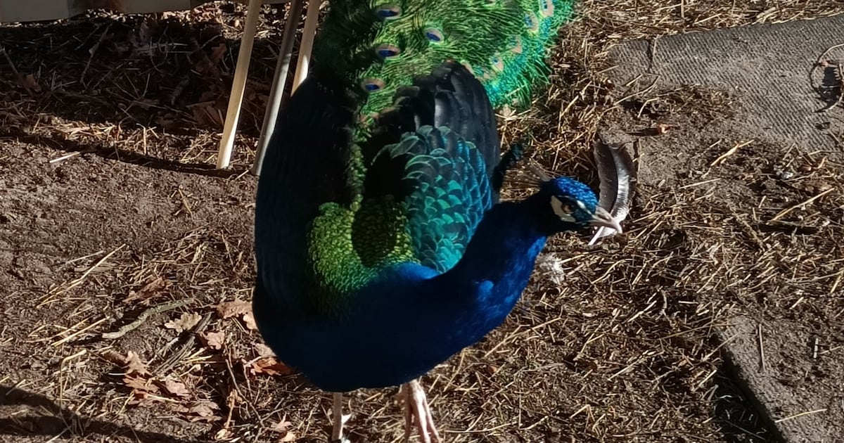 Heb jij Blue gezien? Dit huisdier wordt in Echt-Susteren vermist