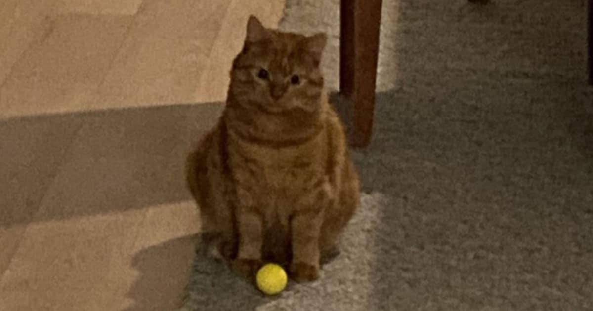 Heb jij Chucha, Sheeba of Jamie gezien? Deze drie huisdieren worden in Amstelveen vermist
