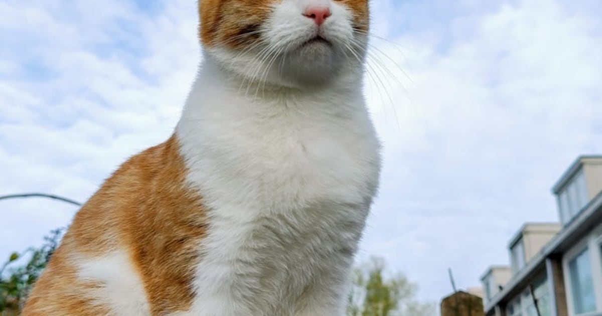 Heb jij Tommy, Nina of Suske gezien? Deze drie huisdieren worden in Uithoorn vermist