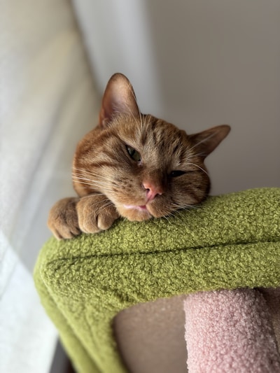 Heb jij Chakker, Deen of Tijger gezien? Deze acht huisdieren worden in Zwolle vermist